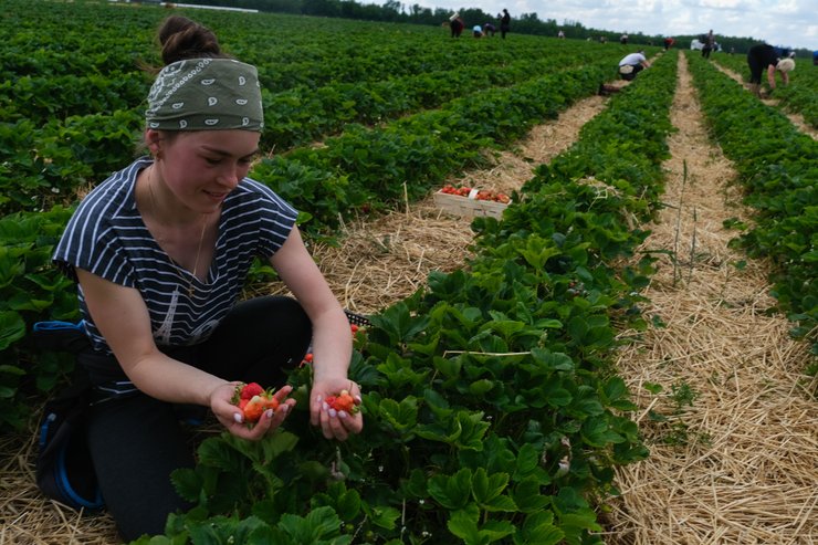 робота в Польщі, українці в польщі, заробітчани, трудова міграція, робота в польщі для сімейних пар