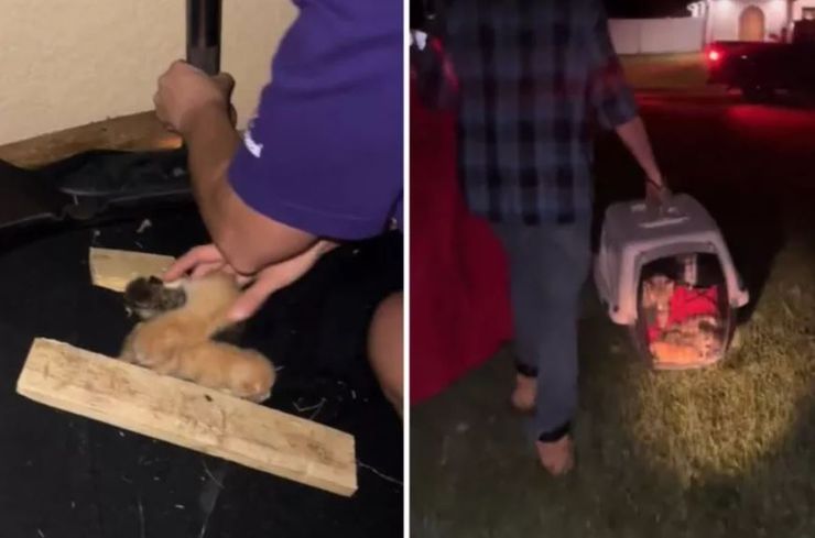 Ураган Милтон, Флорида, США, спасение животных, домашние любимцы, курьезы, интересные истории