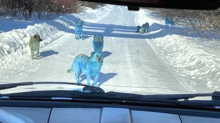 Дзержинськ, собаки, сині собаки, хімречовина, оргскло
