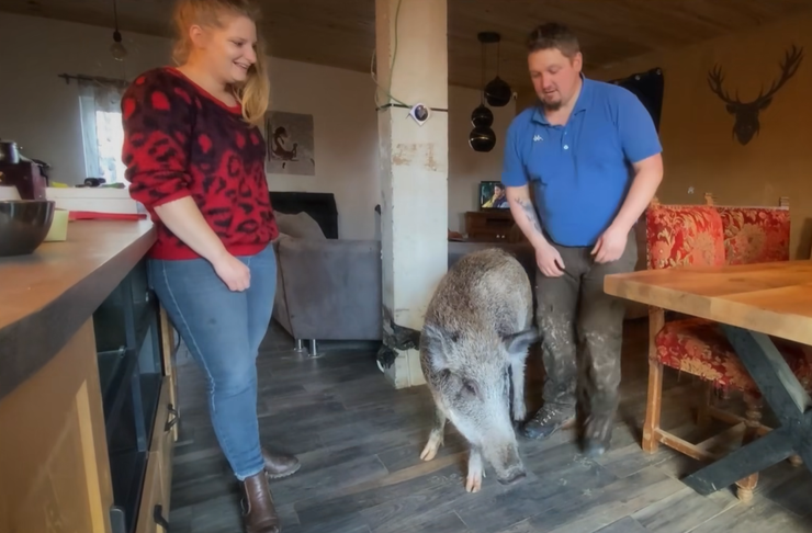 Дикий кабан, охота, животные, звери, домашние любимцы, курьезы, интересные истории, фото, Бельгия