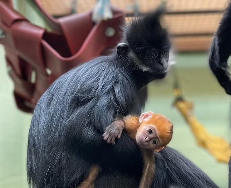 детеныш лангур франсуа