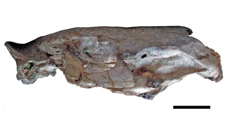 крупный грызун окаменелость