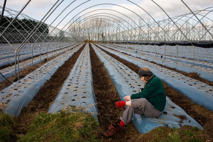 фото, заработки за рубежом, теплица
