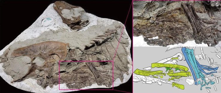 тираннозавр каменелость
