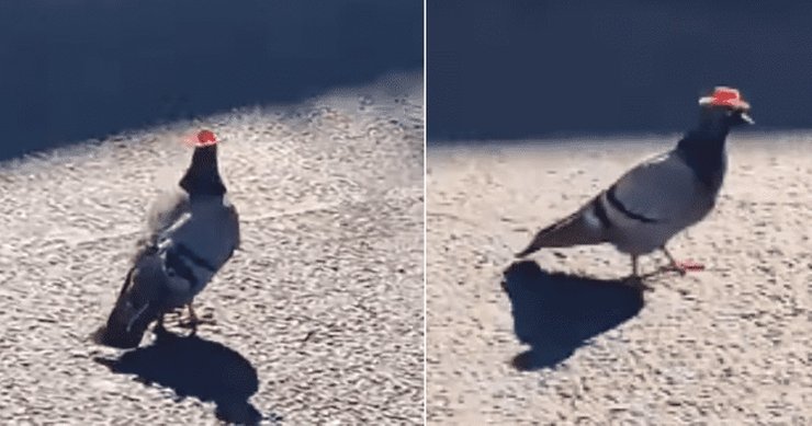 голубь, ковбойская шляпа, лас-вегас