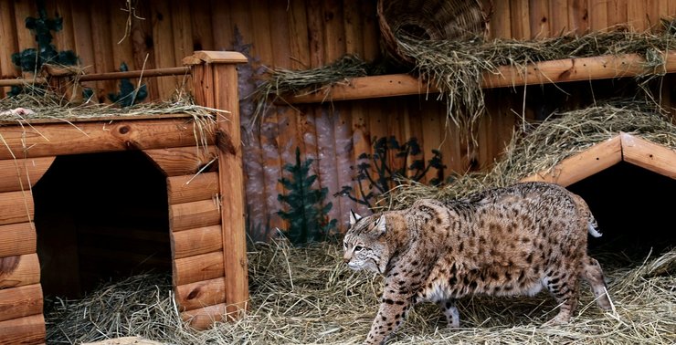 Рись Степан з Київського зоопарку