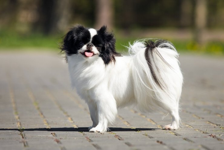 Японский хин