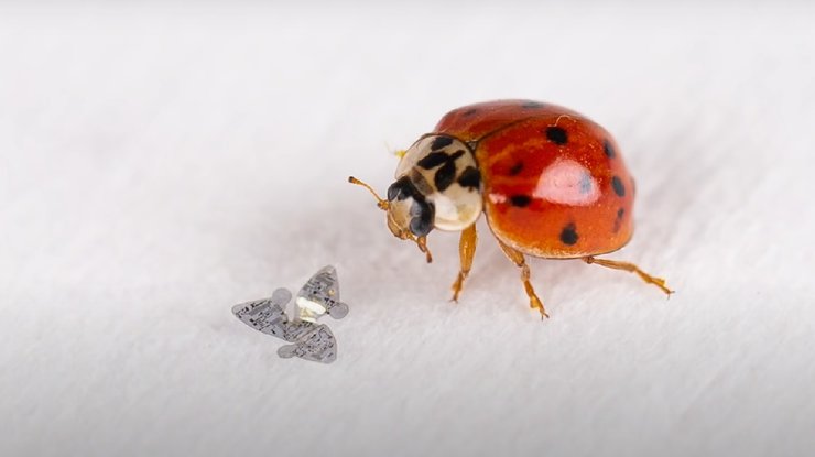 божья коровка, наночип