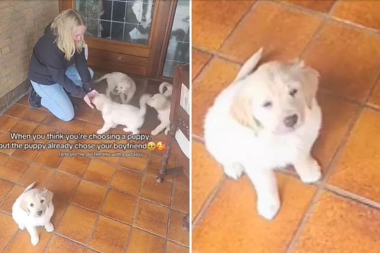 Собаки, собачки из выводка, курьезы, смешные случаи из жизни, приколы, странные случаи, животные, домашние любимцы