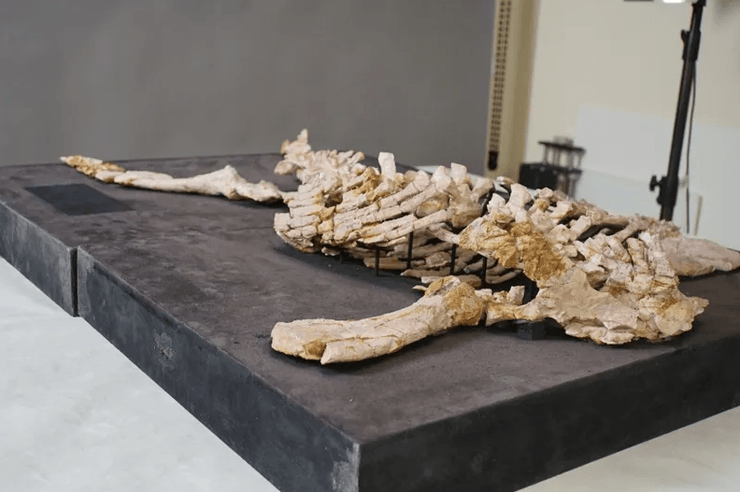 исследования, останки, плезиозавр, динозавр, морские рептилии, окаменелость, австралия, животные, древние животные, ископаемые животные, вымершие животные, новый вид