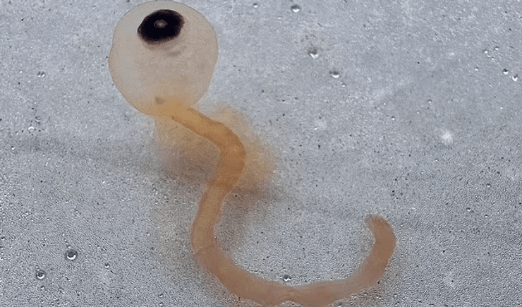 На пляже заметили загадочное существо, загадочное существо, морской обитатель, может ужалить, спагетти-монстры, выбросило на берег