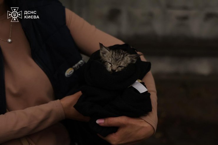 кіт 5 Рятування тварин після обстрілів у Києві та Київській області