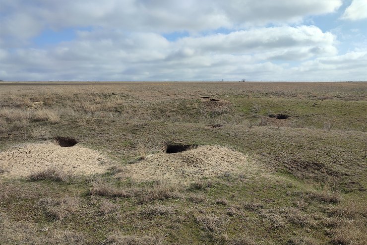 степ, бабаки