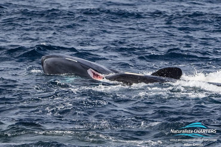 косатки, охота косаток, косатки кит