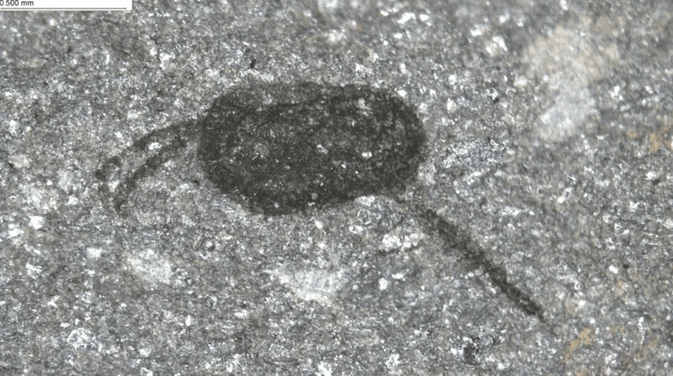 окаменелость, сохранение мягких тканей, средний ордовик, миниатюризация, экологическая эволюция, краудфандинг, микроскопическое оборудование, фитопланктонная революция, эволюция животных