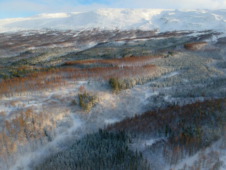 исландия, лес, объятия с деревьями, деревья