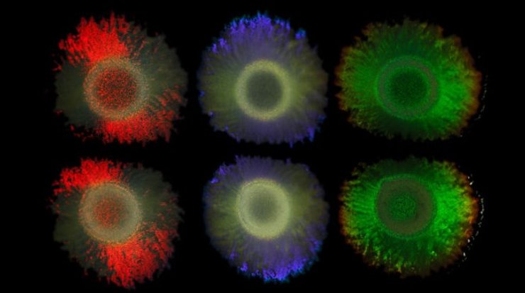 бактерии цвет
