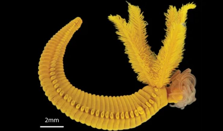 Paralvinella hessleri