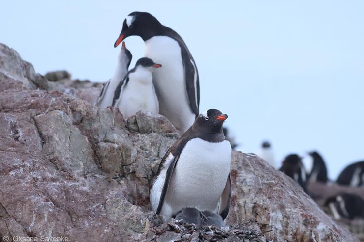 пінгвіни, Академік Вернадський