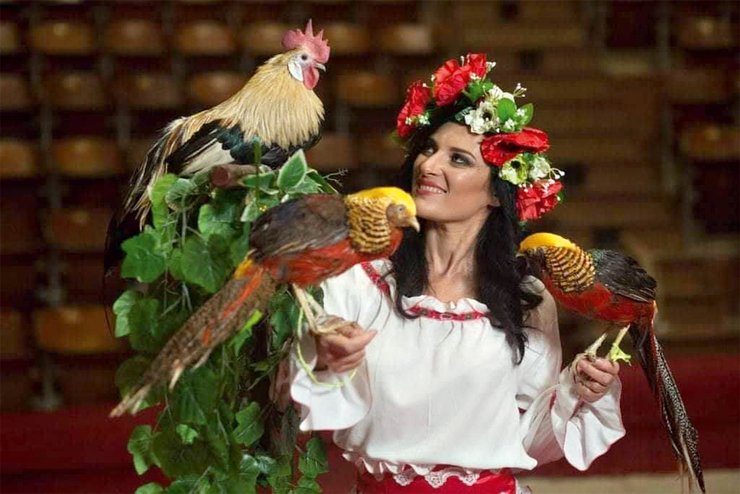 петух, дрессировщики, выступление, цирк, фото, девушка