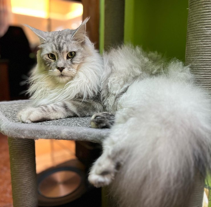 ласковая кошка, какие породы котов самые ласковые, ласковые котики, как выбрать ласкового кота, мейн кун