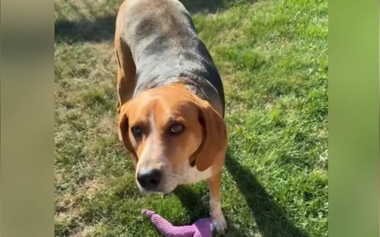 кунхаунд щенка