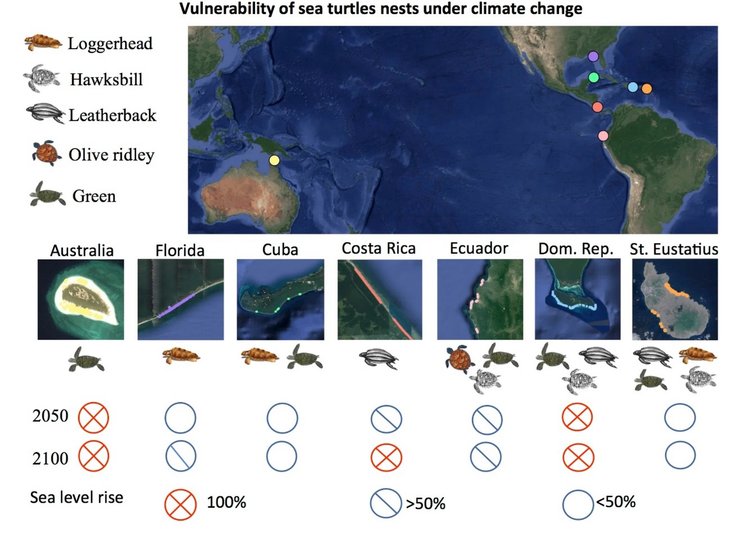 черепахи вымирание