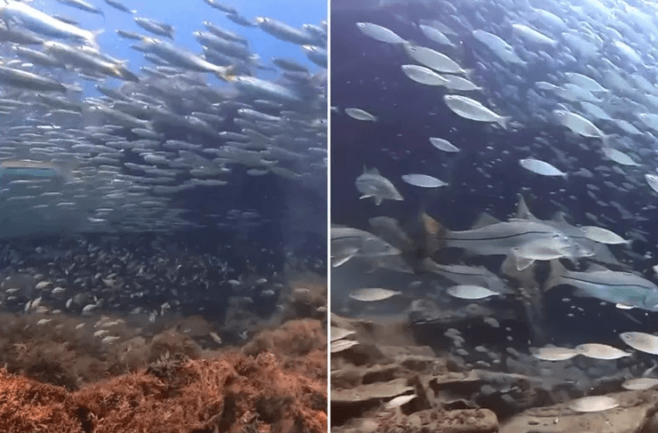 Морская живность на месте кораблекрушения