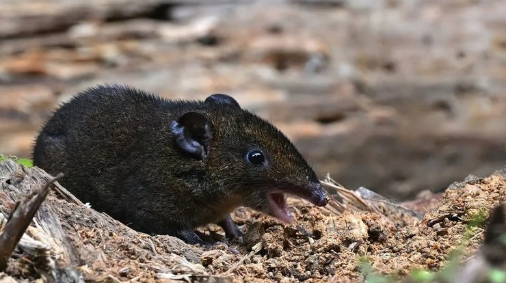 їжачок, новий вид