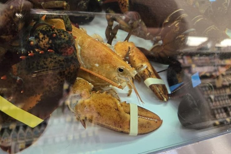 Редкий оранжевый омар, оранжевый лобстер, один а на 30 млн, курс реабилитации для омара, выпустили в воду, может думать,