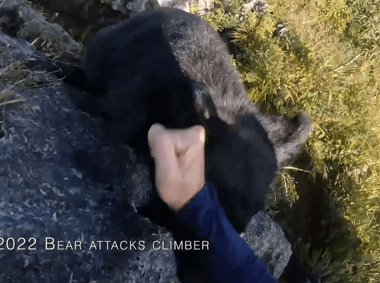 напад ведмедя, напад ведмедя фото,