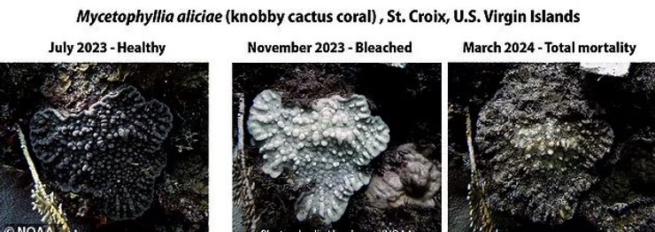 океан коралловый риф