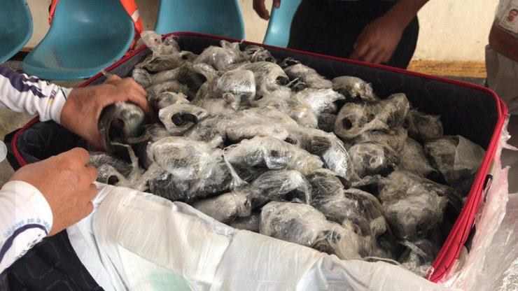 галапагосские острова, черепахи