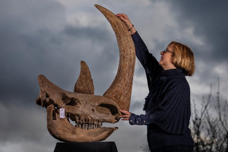 фото, скелет носорога