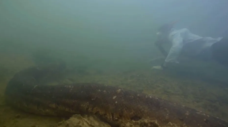 анаконда, самая большая змея