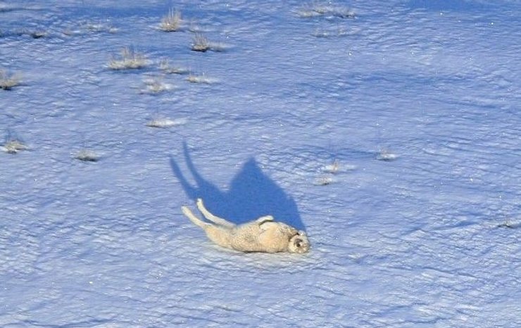 волчица вольф 907