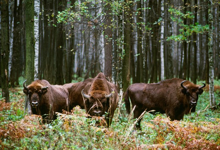 зубр, европейский бизон
