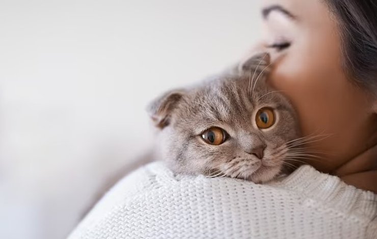 шотландская вислоухая