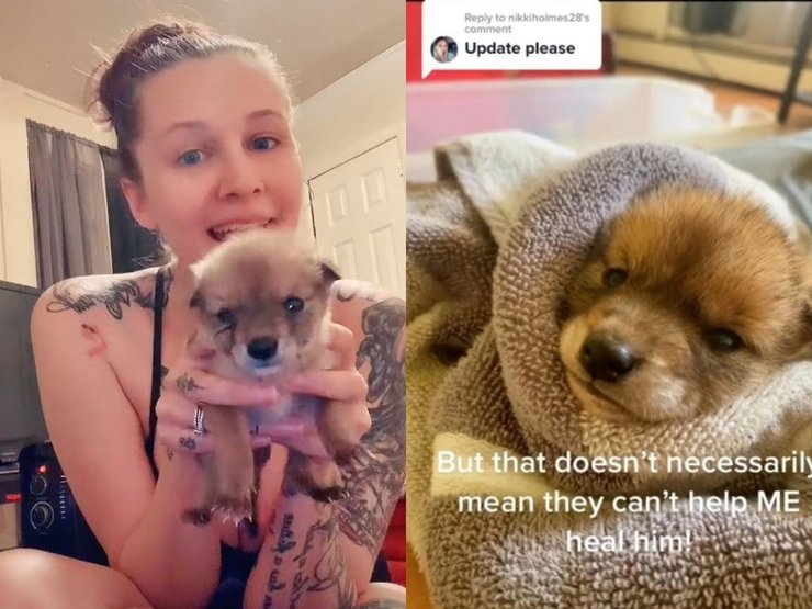 Девушка, койот, животное, соцсети, TikTok