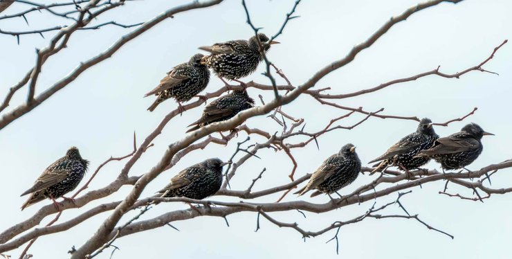 Скворец, Европа, инвазивный вид