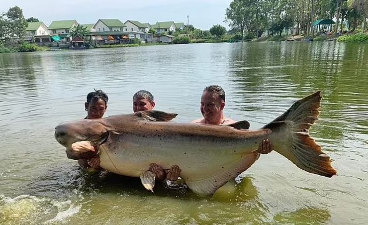 Сом, рыба, рыбалка, британец, Таиланд, фото