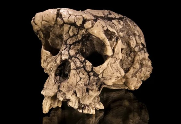 Sahelanthropus tchadensis