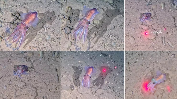 Ученые обнаружили удивительное морское существо там, где его никогда не видели
