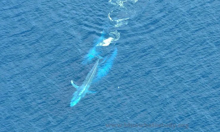 шлюбні перегони синій кит