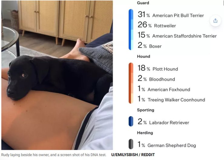 Результаты теста ДНК Руди