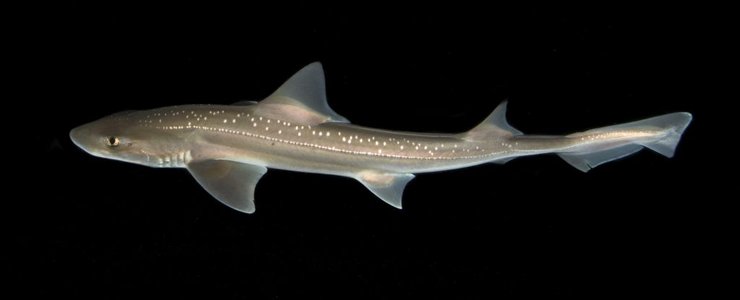 акула, кунья акула, акулы звуки