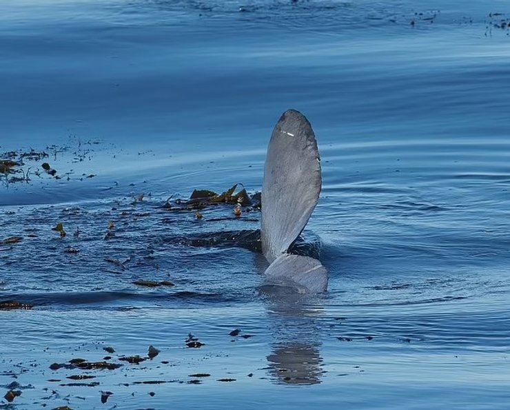 солнечная рыба плавник