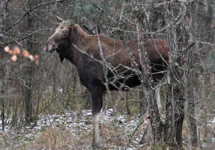 Чернобыль, Припять, туризм в зоне отсуждения, животные в чернобыльской зоне