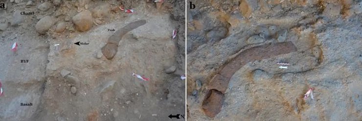 Palaeoloxodon antiquus бивень Предки человека делили маршрут выхода из Африки с настоящими гигантами
