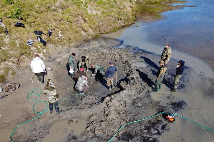 мамонт, ямал, скелет